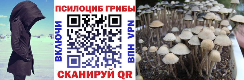 Купить Новый Оскол Псилоцибиновые грибы мицелий